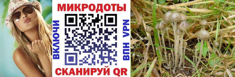 Купить закладки Гвардейск Галлюциногенные грибы прущие грибы